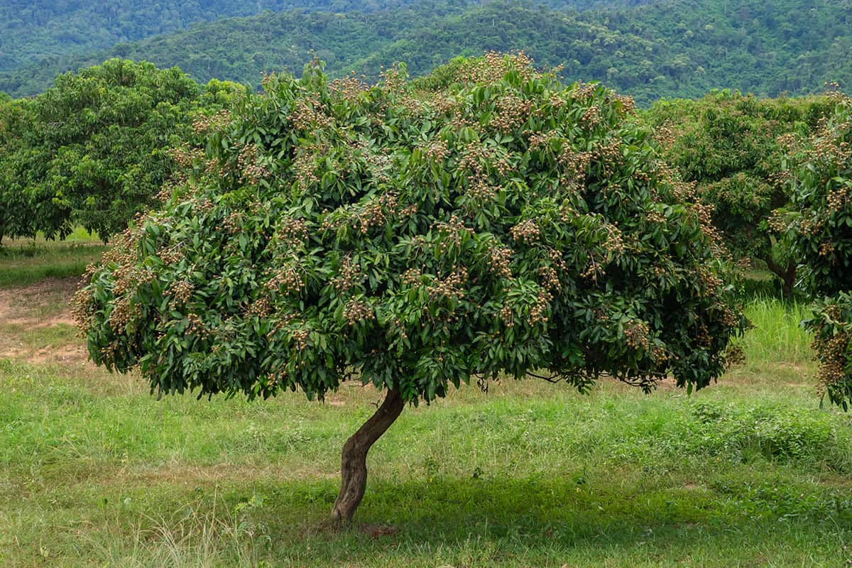 How to Grow and Care For Longan Tree