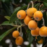 How to Grow and Care For Loquat Tree_1