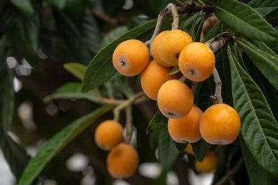 How to Grow and Care For Loquat Tree_1