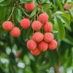 How to Grow and Care For Lychee