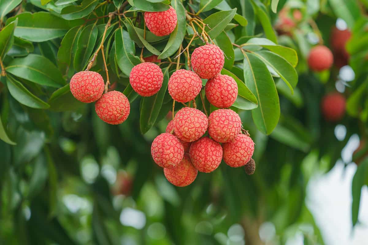 How to Grow and Care For Lychee