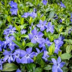 How to Grow and Care For Minor Vines