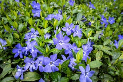 How to Grow and Care For Minor Vines