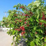 How to Grow and Care For Mulberry Tree