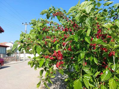 How to Grow and Care For Mulberry Tree