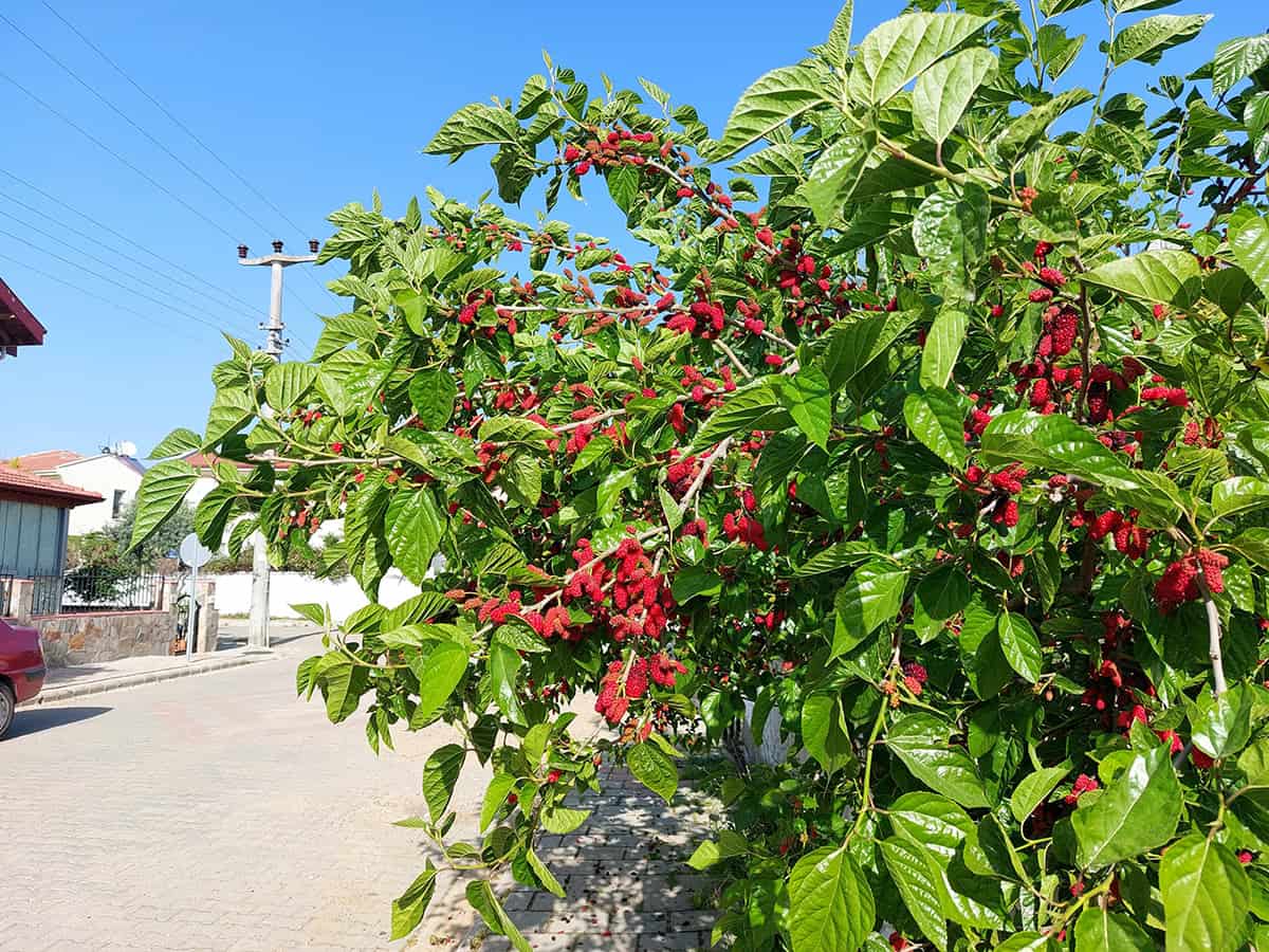 How to Grow and Care For Mulberry Tree