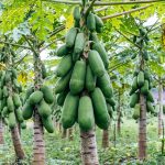 How to Grow and Care For Papaya Plant