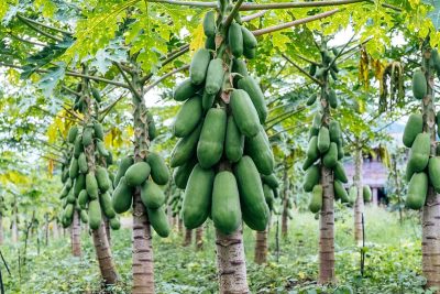 How to Grow and Care For Papaya Plant