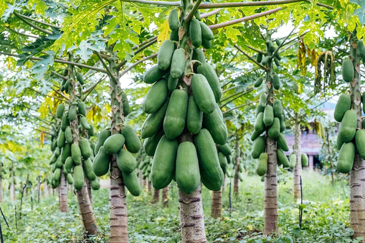How to Grow and Care For Papaya Plant