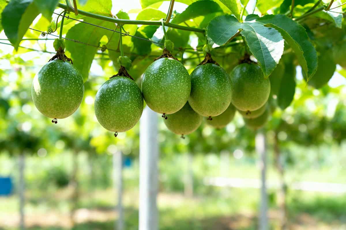 How to Grow and Care For Passion Fruit Vine