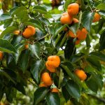 How to Grow and Care For Persimmon Tree
