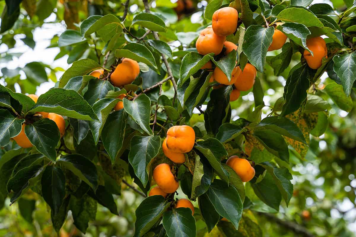 How to Grow and Care For Persimmon Tree