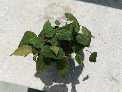 How to Grow and Care For Pholodendron Micans