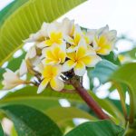 How to Grow and Care For Plumeria