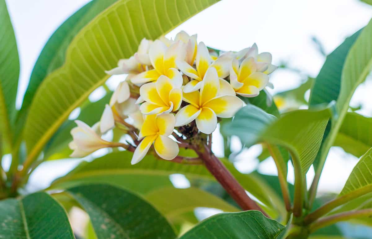 How to Grow and Care For Plumeria