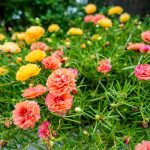 How to Grow and Care For Portulaca