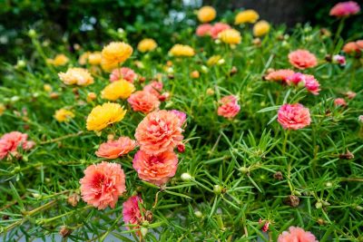 How to Grow and Care For Portulaca
