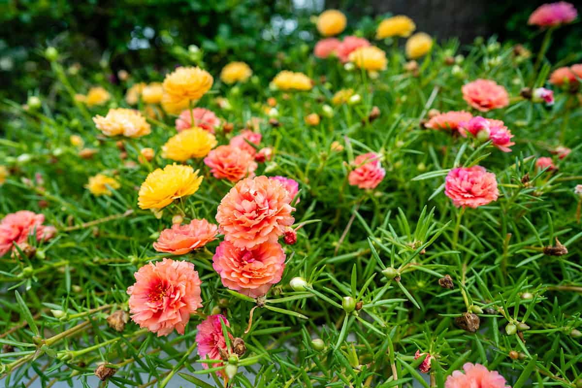 How to Grow and Care For Portulaca