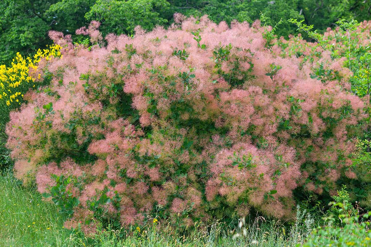 How to Grow and Care For Purple Smoke Bush