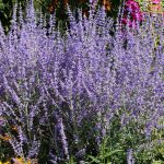 How to Grow and Care For Russian Sage