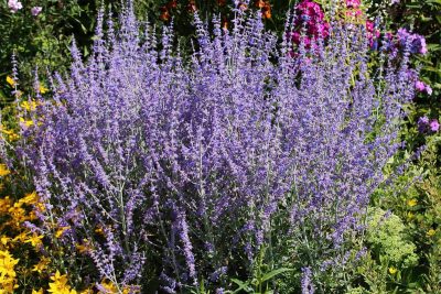 How to Grow and Care For Russian Sage