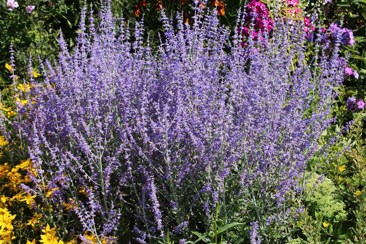 How to Grow and Care For Russian Sage