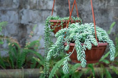 How to Grow and Care For Sedum Morganianum