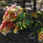 How to Grow and Care For Shrimp Plant