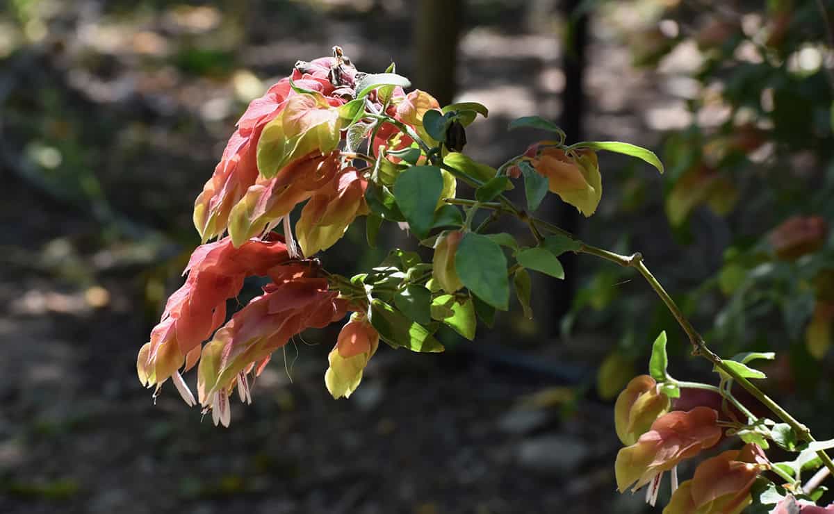 How to Grow and Care For Shrimp Plant