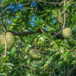 How to Grow and Care For Soursop Tree