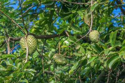 How to Grow and Care For Soursop Tree