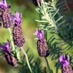 How to Grow and Care For Spanish Lavender