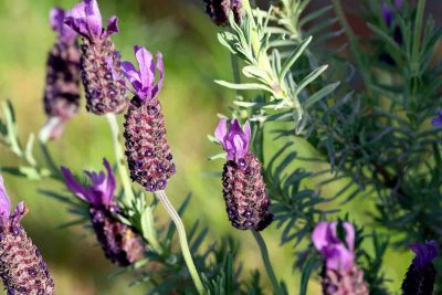 How to Grow and Care For Spanish Lavender
