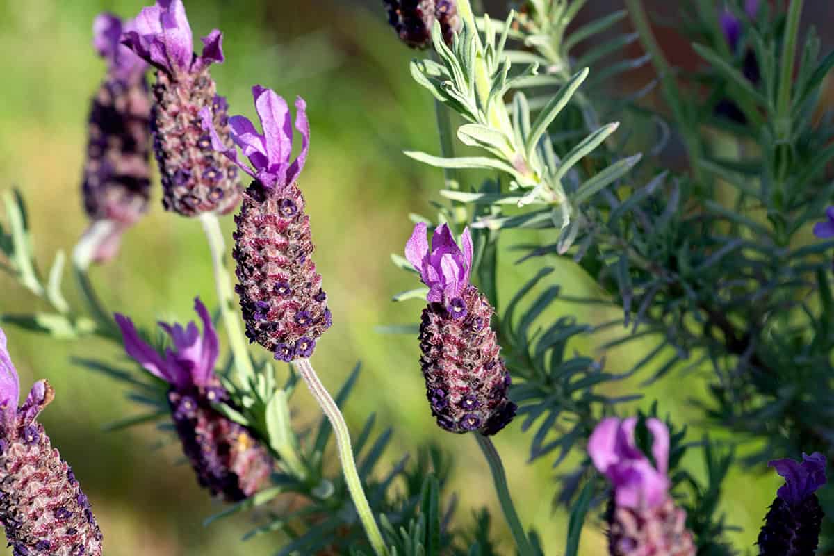 How to Grow and Care For Spanish Lavender