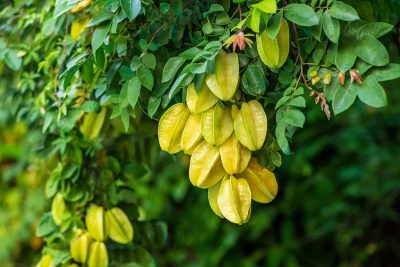 How to Grow and Care For Starfruit Tree