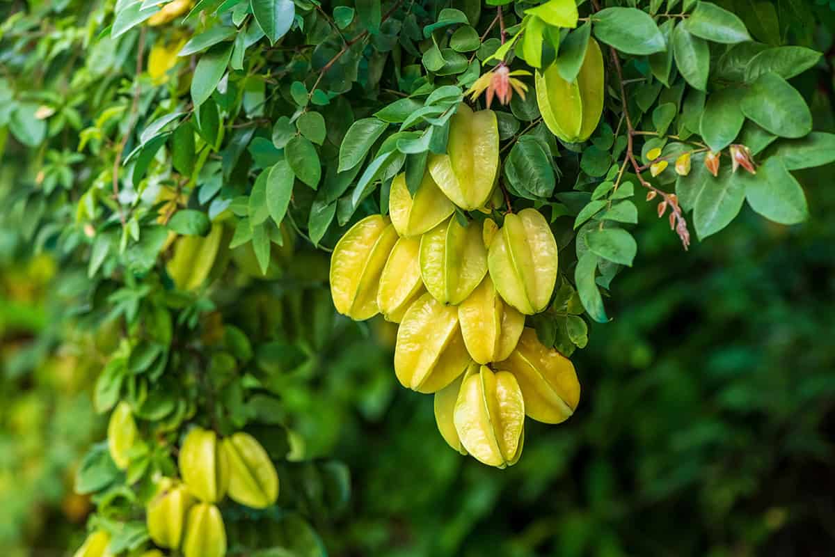 How to Grow and Care For Starfruit Tree