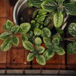 How to Grow and Care For Swedish Ivy (Plectranthus verticillatus)