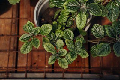 How to Grow and Care For Swedish Ivy (Plectranthus verticillatus)