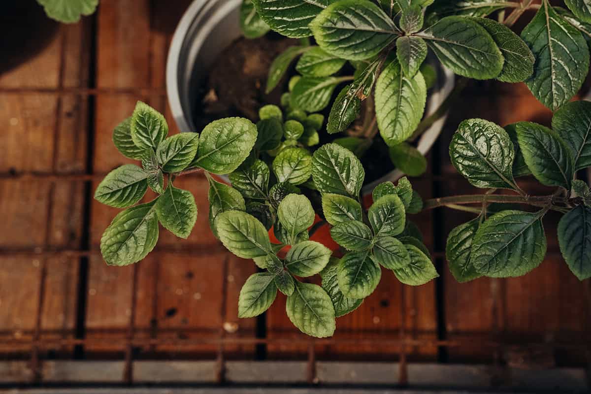 How to Grow and Care For Swedish Ivy (Plectranthus verticillatus)