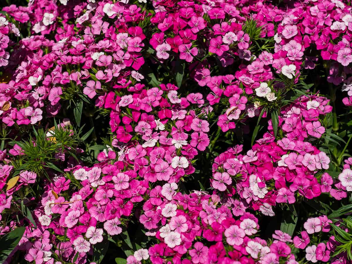 How to Grow and Care For Sweet Williams