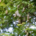 How to Grow and Care For Tamarind Tree