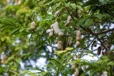 How to Grow and Care For Tamarind Tree