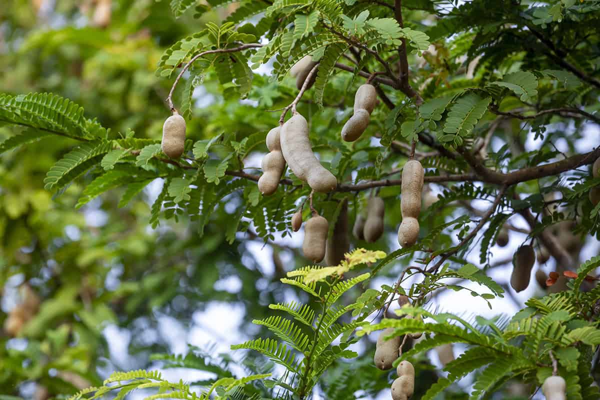 How to Grow and Care For Tamarind Tree