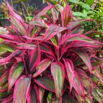 How to Grow and Care For Ti Plant (Cordyline fruticosa)