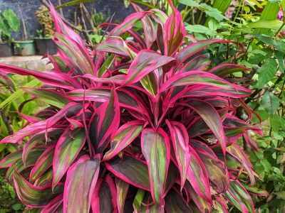 How to Grow and Care For Ti Plant (Cordyline fruticosa)