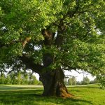 How to Grow and Care For an Oak Tree