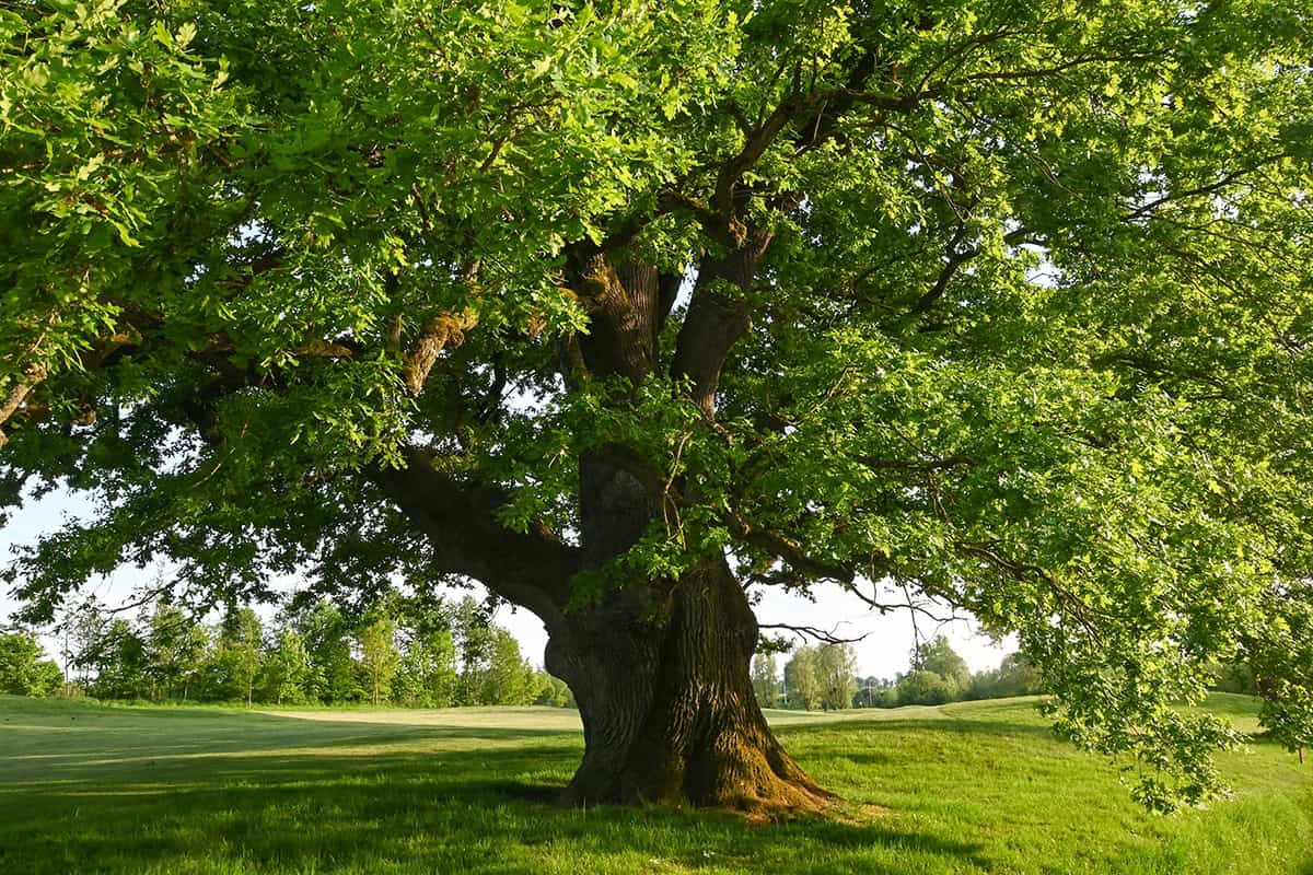 How to Grow and Care For an Oak Tree