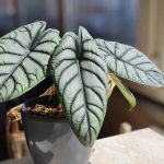 How to Grow and Care for Alocasia Silver Dragon