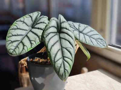 How to Grow and Care for Alocasia Silver Dragon