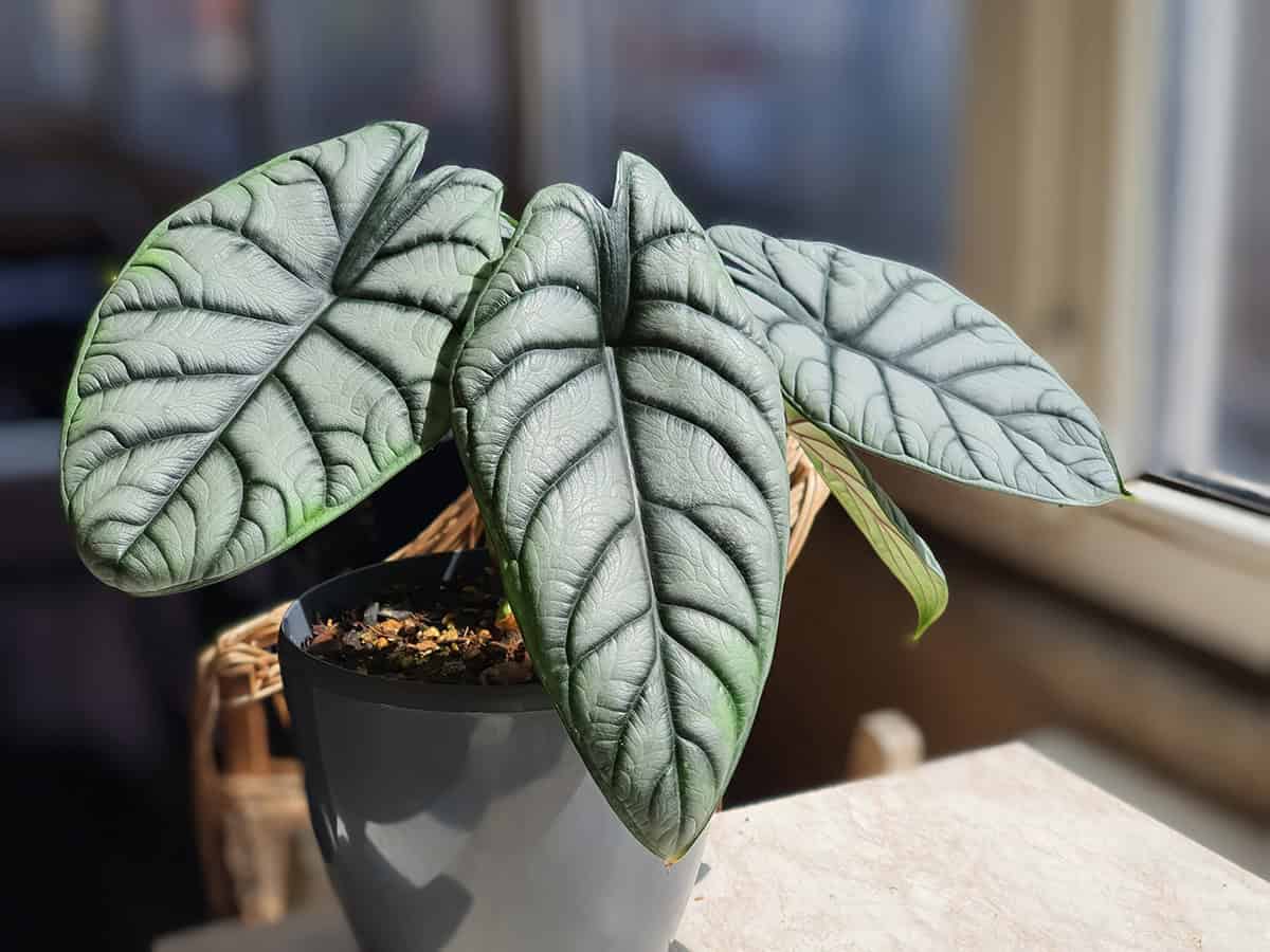 How to Grow and Care for Alocasia Silver Dragon